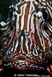 Lion fish portait by Victor Tabernero 